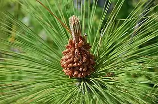 Male cones of Pinus canariensis photographed in Temecula, CA, USA