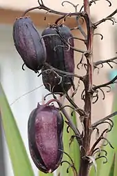 Yucca aloifolia purplish fruits