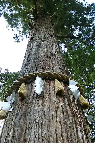 A sacred Sugi tree at the Yūki Shrine in Tsu, Mie, Japan