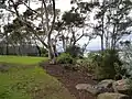 Yurulbin Park with Sydney Harbour Bridge in the background