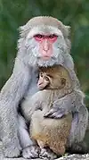 Gray monkeys