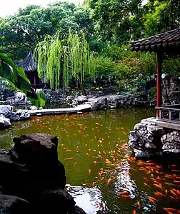 Koi in the large pond