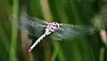 Male in flight