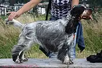 A light Blue Roan and Tan English Cocker Spaniel