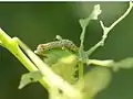 Larva