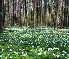 Colonial growth in forest, Radziejowice, Poland