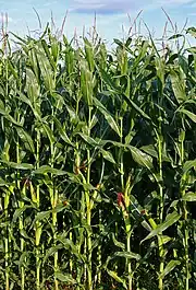 Full-grown maize plants