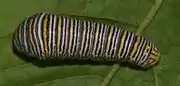 A black form larva