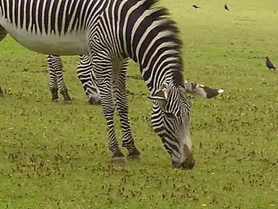 A zebra grazing at Marwell Zoological Park