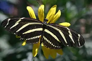 Zebra longwing butterfly