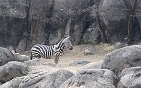 Zebra exhibit.