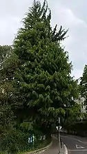 Cedar (Cedrus)