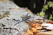 Perched flat on log