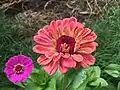 Zinnia elegans