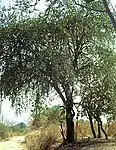 Jujube Tree-- Ziziphus mauritiana -- बदरी (Badarī) in Sanskrit; बेर in Hindi and Bhojpuri; बोर in Marathi; Kul in Bengali; இலந்தை in Tamil)