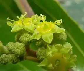 flowers closeup