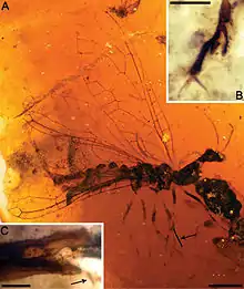 Amarantoraphidia (†Mesoraphidiidae) in Early Cretaceous amber, Spain