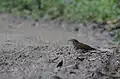 Alpine thrush at Namdapha National Park