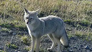 South American gray fox (Lycalopex griseus)