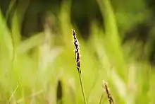 Seedhead close up