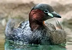 Little grebe, Tachybaptus ruficollis