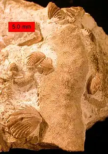 Zygospira modesta, atrypid brachiopods, preserved in their original positions on a trepostome bryozoan from the Cincinnatian (Upper Ordovician) of southeastern Indiana