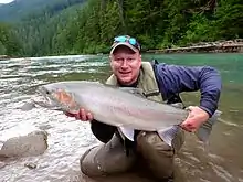 Steelhead caught on the Zymoetz (Copper) River