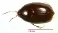 Baeocera sp.