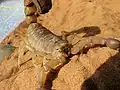 Fat-tailed scorpion (Androctonus australis)