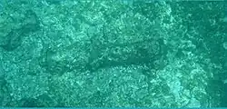This cannon can be seen on the Inner Reef between Sam Lord's and Bottom Bay.