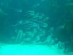 Box jellies over the sand