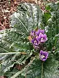 Mandrake (Duda in Hebrew)