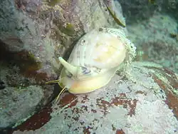 Helmet shell