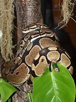 All Idemmiri and some part of Oyi and Dunukofia Local Government Area do not harm or kill python. Python is sacred to them.