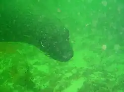 Cape fur seal